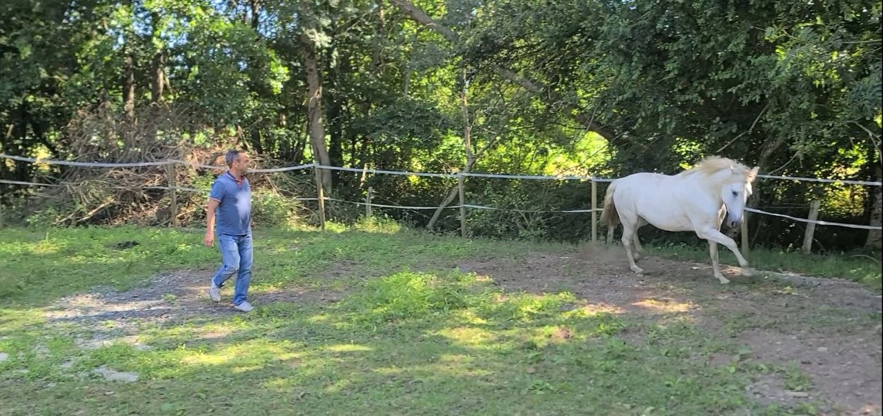Séance d'équicoaching : travail à pied avec le cheval