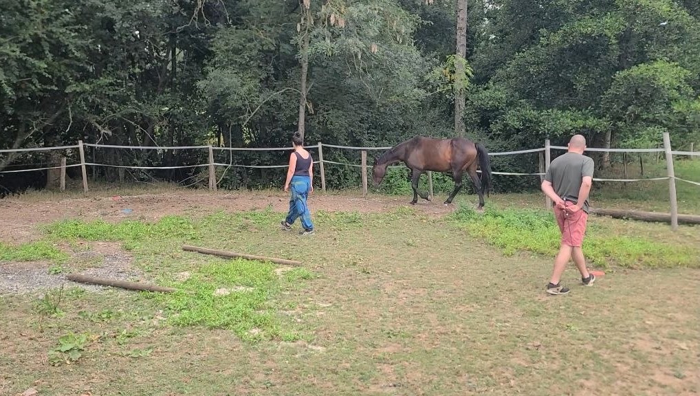 Séance d'equicoaching en extérieur, cheval en liberté dans le pré
