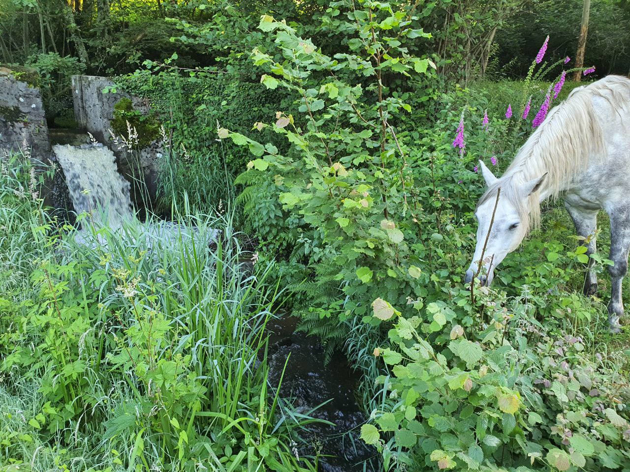 Les chevaux d'Equi Libre & Nature
