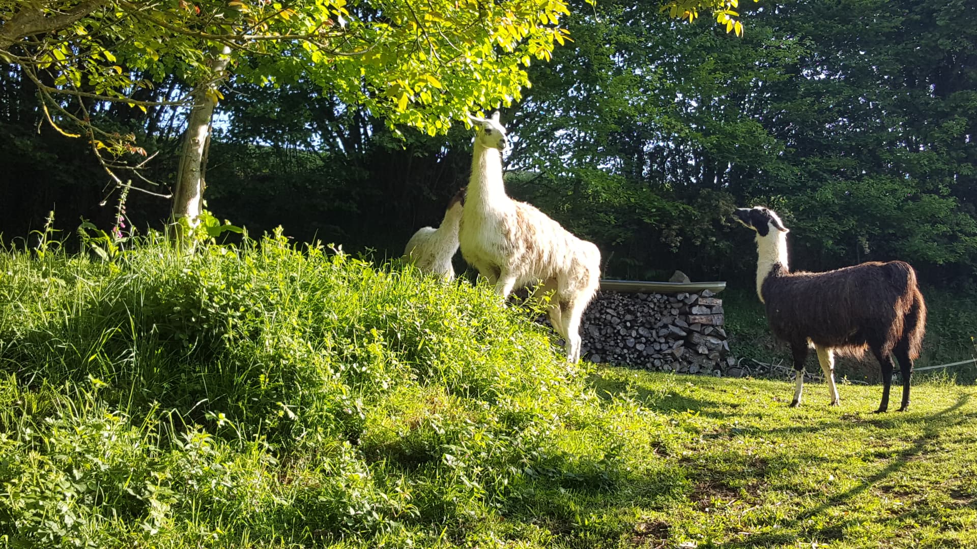 Lamas dans la prairie au soleil du matin