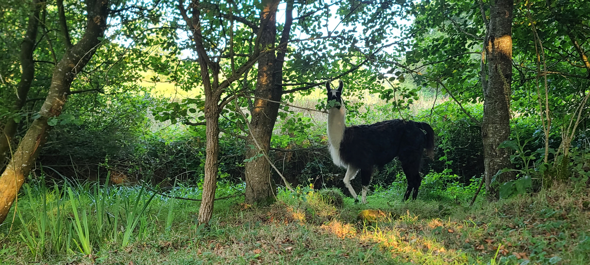 Lama dans le sous-bois, lumière du matin